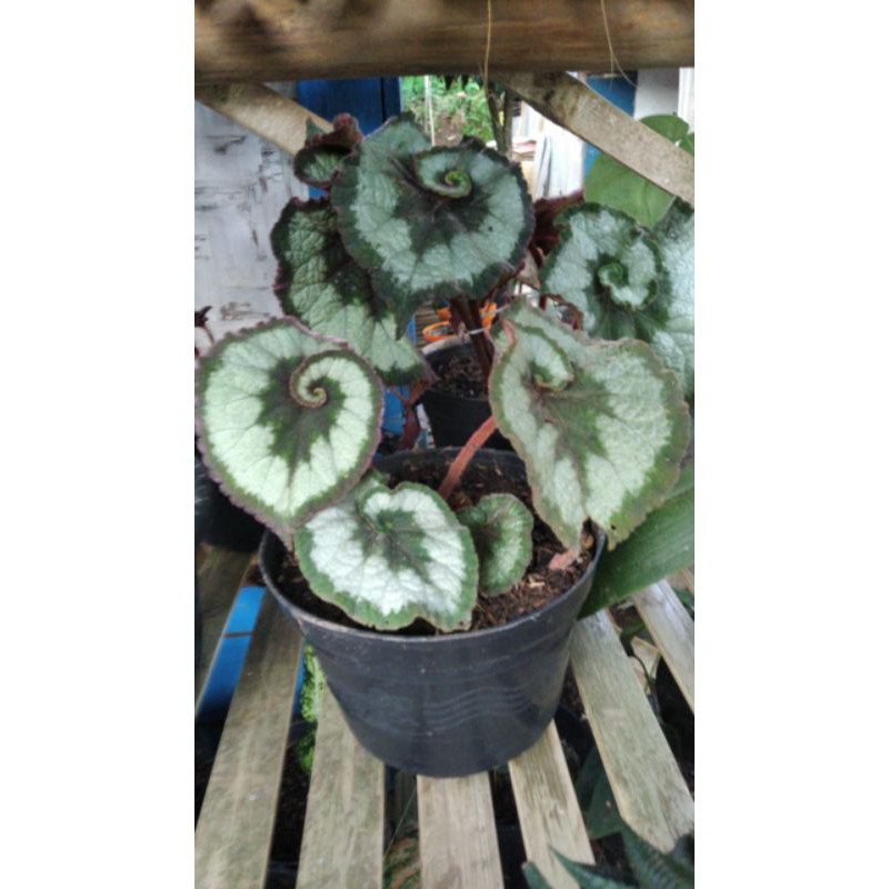 begonia keong