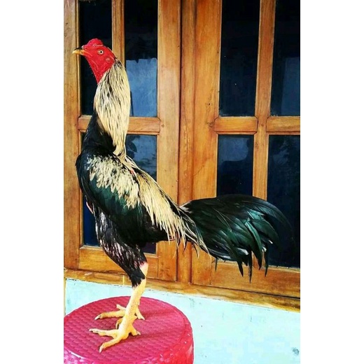 Ayam mangon ORI(telur fertill)