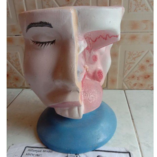 

hidung torso model hidung alat peraga pendidikan