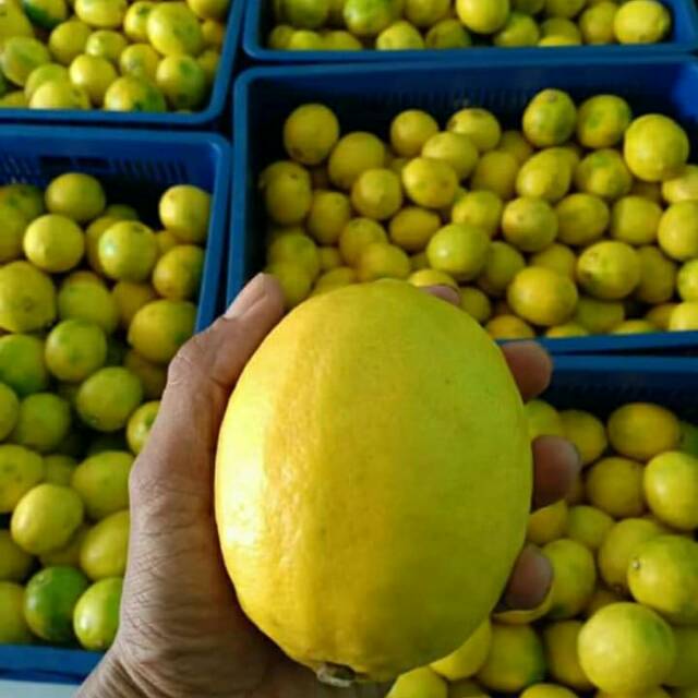 

Jeruk Lemon California