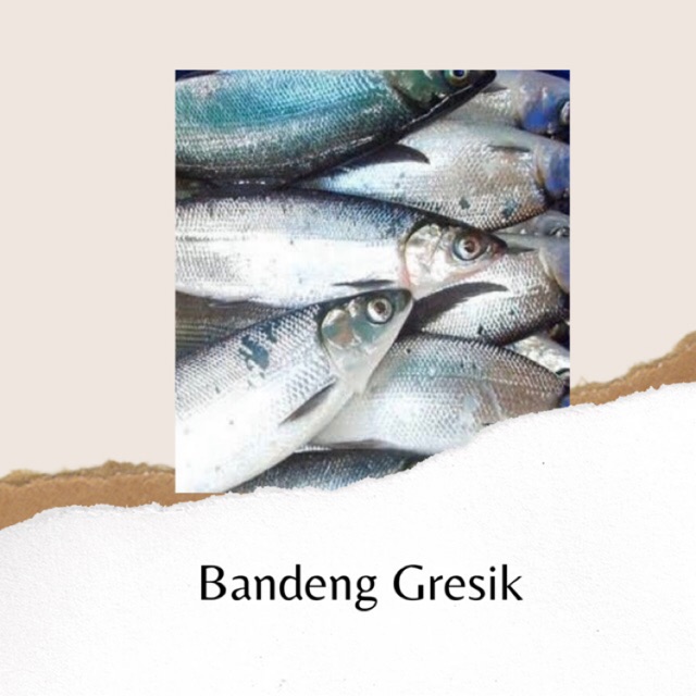 

IKAN BANDENG GRESIK SEGAR BERKUALITAS BANDUNG - 1KG