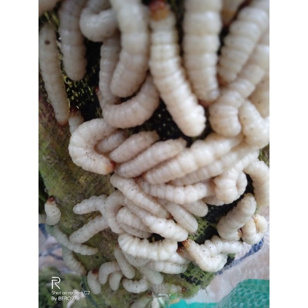 jual ulat bambu cangkilung isi 100 biji kondisi hidip