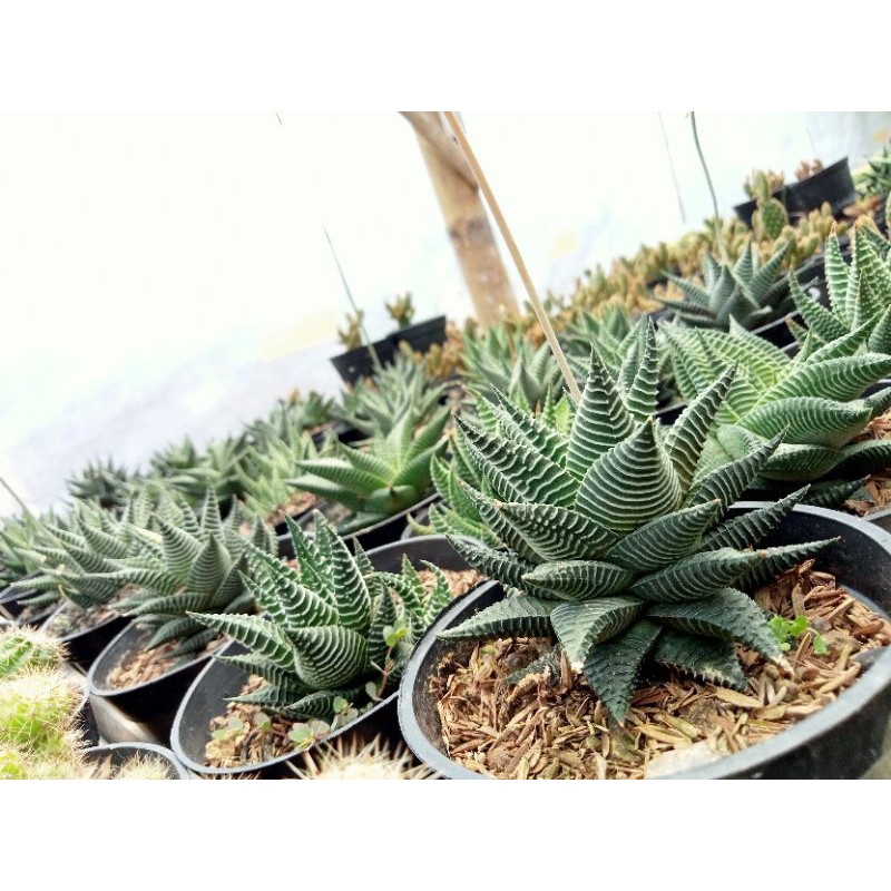 Sukulen Haworthia Limifolia Varigata Biasa