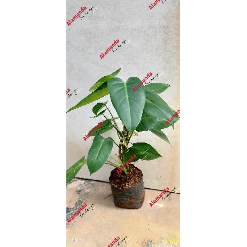 Green emerald, philodendron erubescens, Philodendron green emerald, Tanaman hias philo, Philodendron