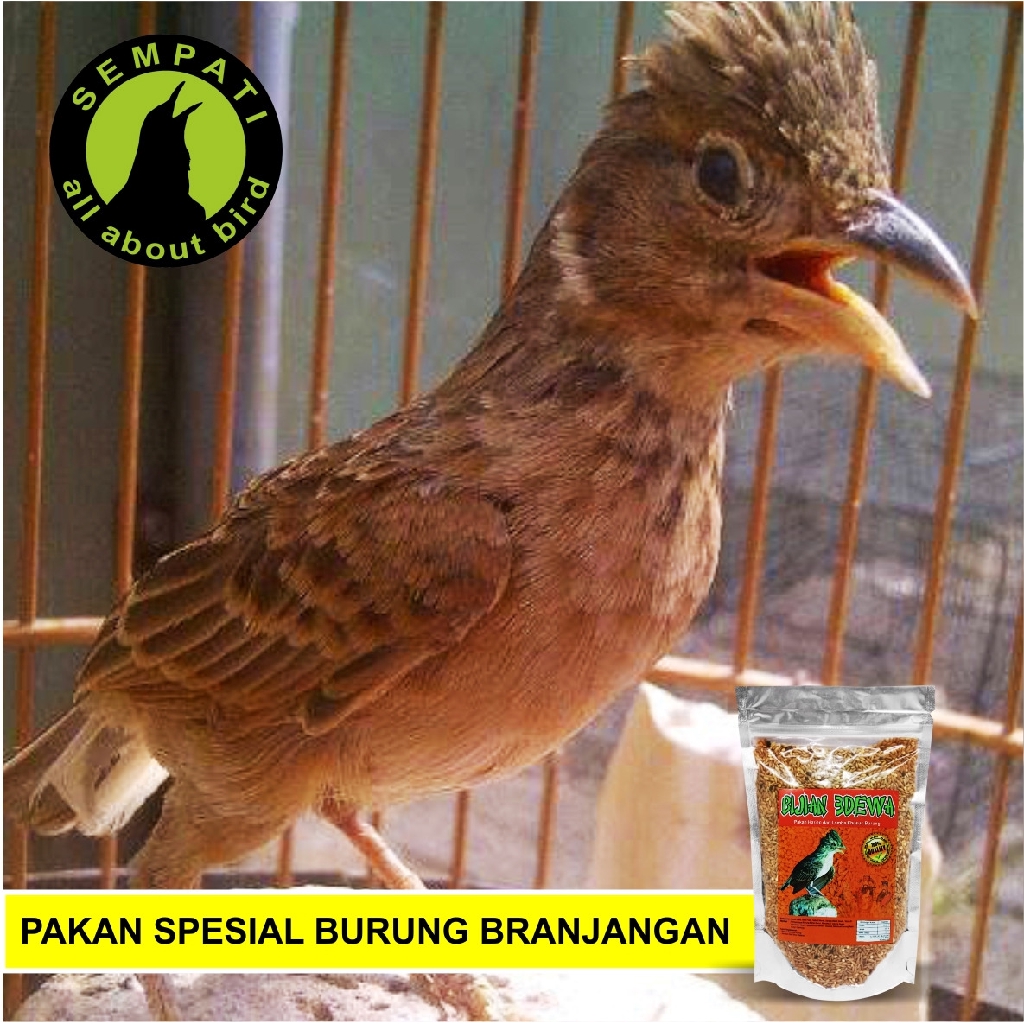 Biji Setan Pakan Harian Spesial Burung Branjangan Shopee Indonesia