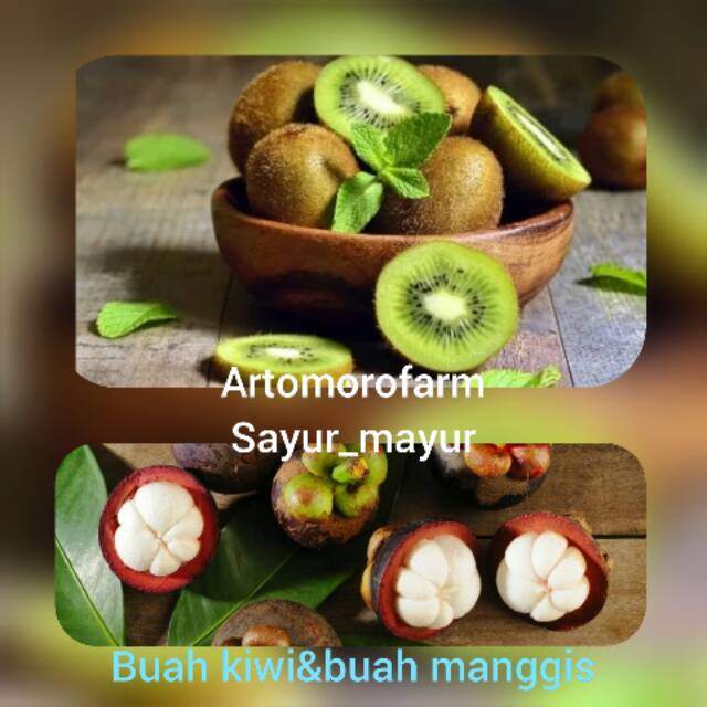 

Buah manggis dan kiwi