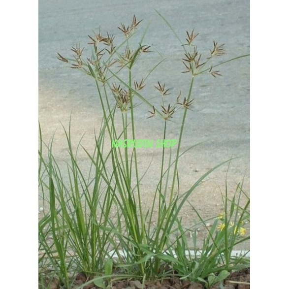 

RUMPUT TEKI LADANG UTUH 10 POHON / CYPERUS ROTUNDUS / DAUN TEKI UMBI TEKI LADANG