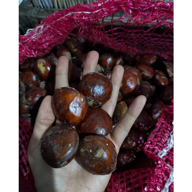 

jengkol tua 1 kg ready