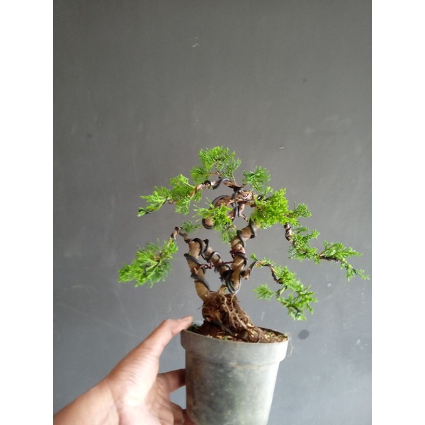 bonsai cemara sinensis