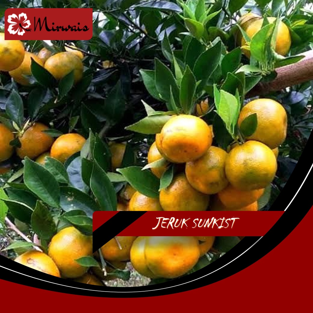 2 Tanaman Jeruk Sunkist, Siam Madu - (Mirwais)
