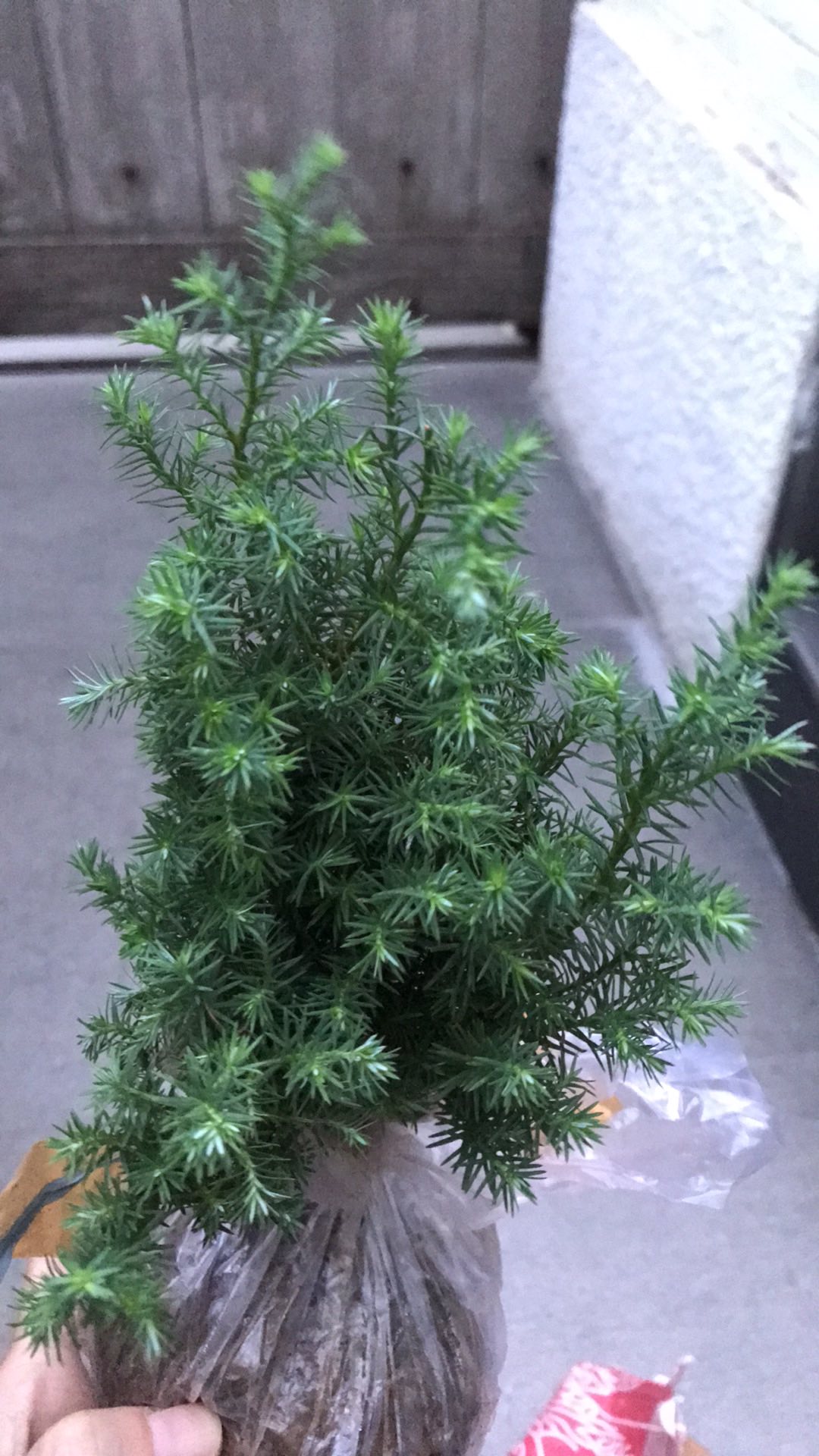 Bibit Cemara Embun Pohon Cemara Embun Bibit Tanaman Cemara Embun