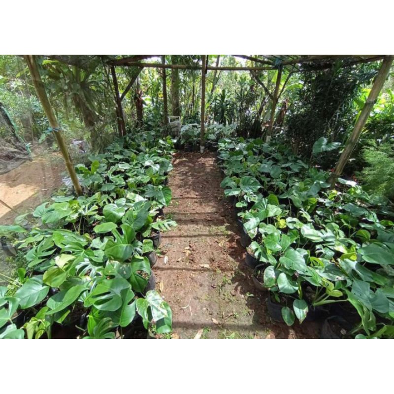 philodendron monstera deliciosa