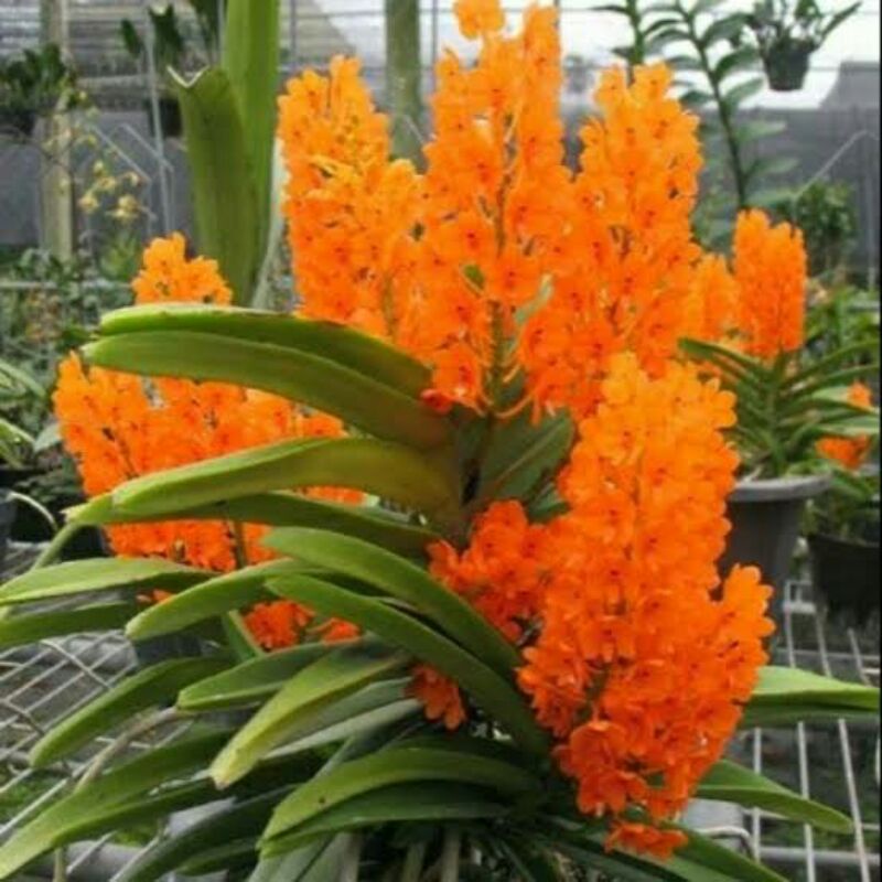 anggrek vanda mini+papan tinggal cantolin