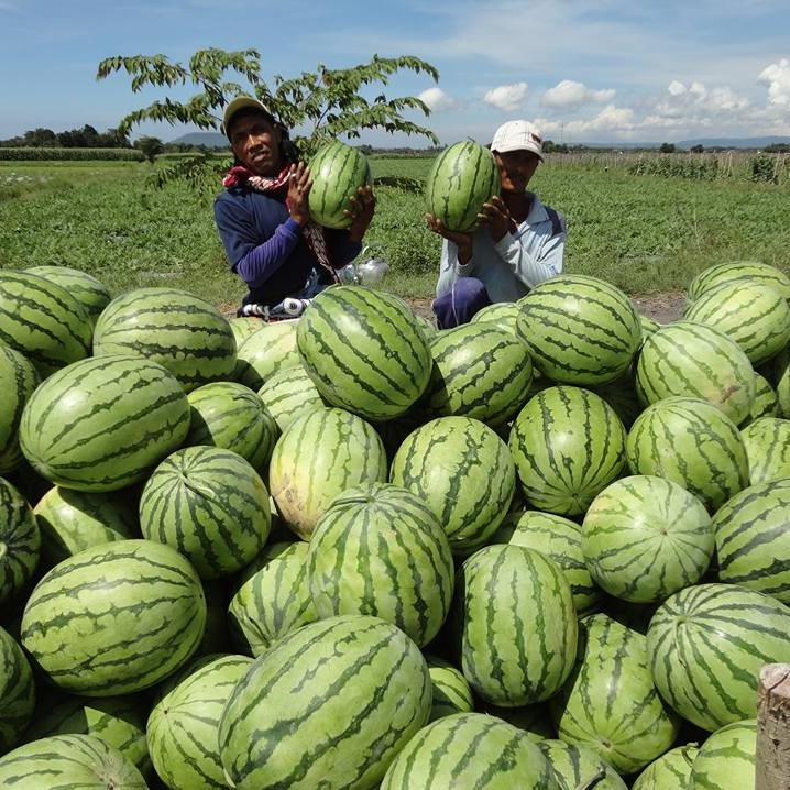 5 Bibit Semangka Merah Jumbo Bulat F1 Made Manis Gede Benih Buah Unggul Bintang Asia Tanaman Super