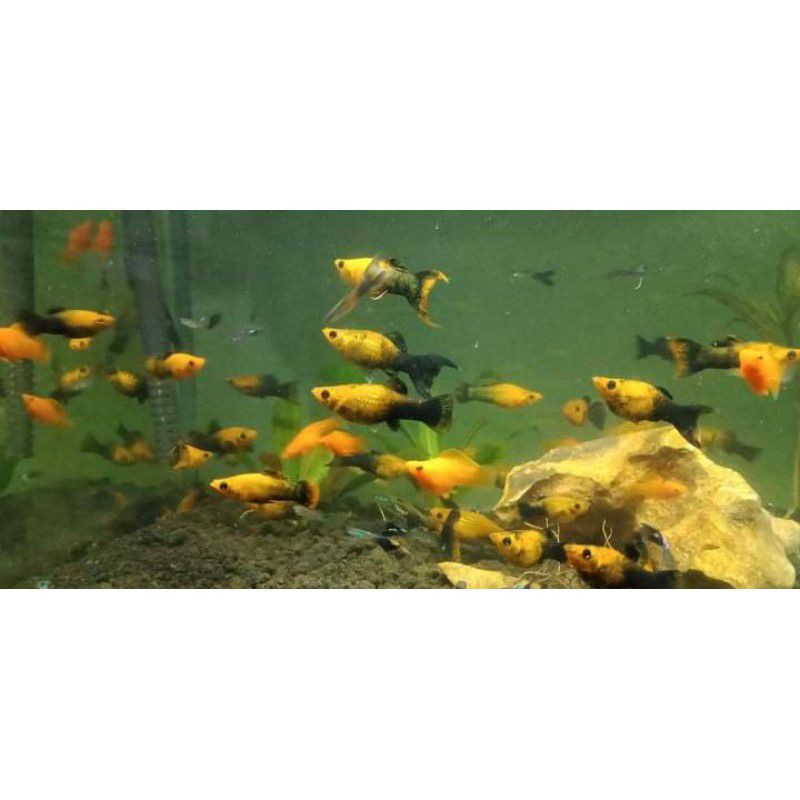 ikan hias molly golden black aquascape