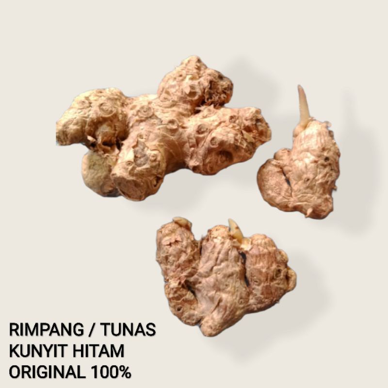 Kunyit Hitam, Kunir hitam, Rimpang atau Tunas