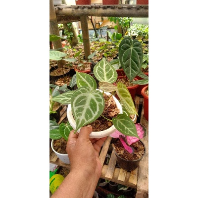 Anthurium kuping gajah silver