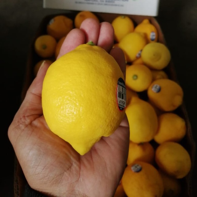 

Lemon USA