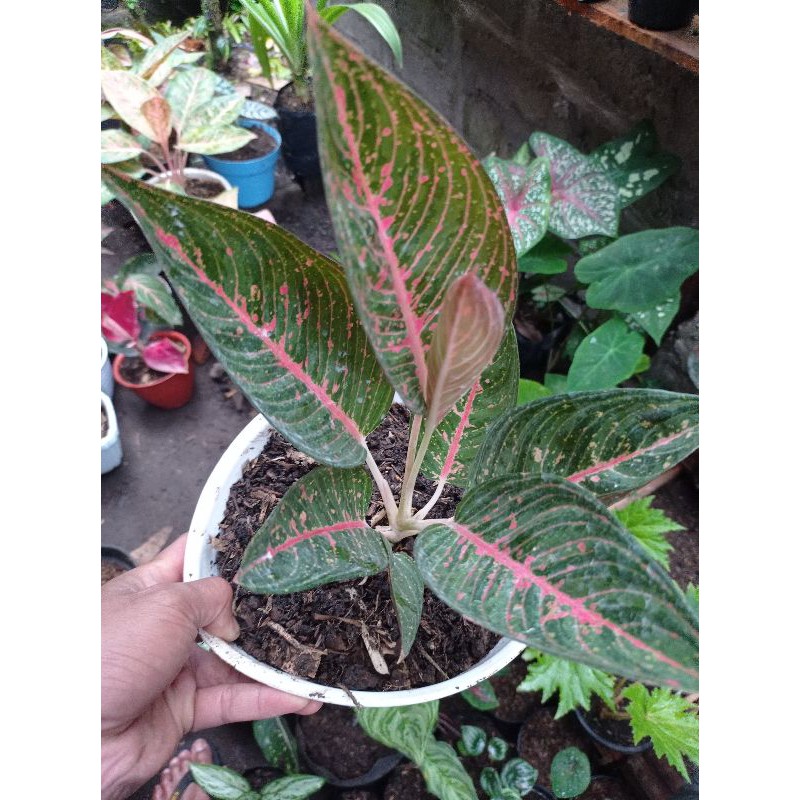 AGLONEMA LEGACY HIJAU INDUKAN