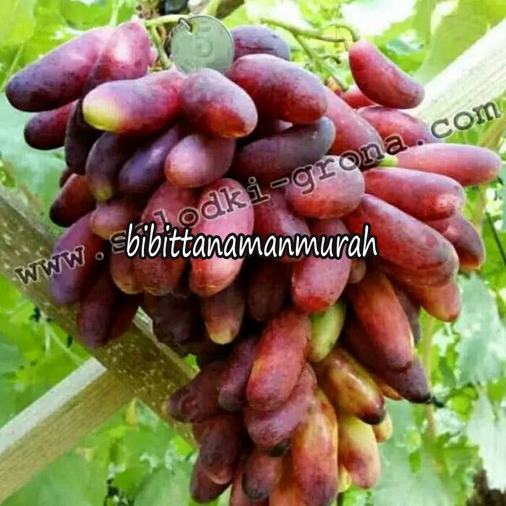 Bibit anggur import manicur fingger