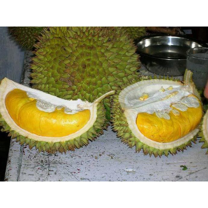 Super Bibit Tanaman Buah Durian Musang King #_*
