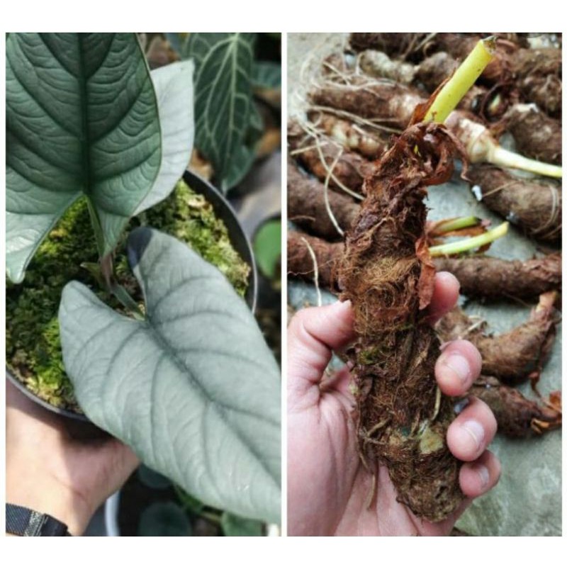 

bongol alocasia bisma 1000grm
