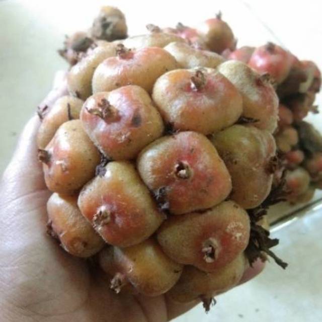 

Asam cikala 250 gram sudah dipipil