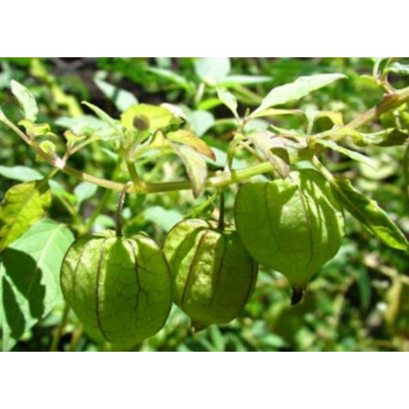 

Ciplukan (Physalis peruviana, Linn.) 300 gr.