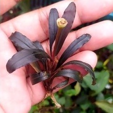 bucephalandra splendor purple