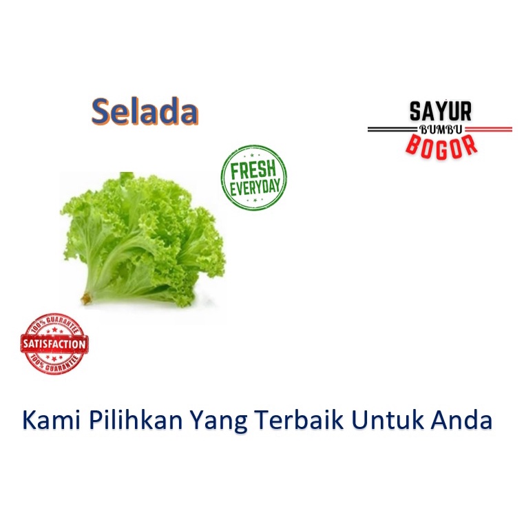 

Selada / Selada Segar / Selada Bersih / Sayur Bumbu