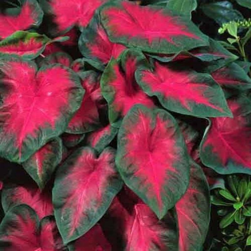 umbi caladium red cardinal
