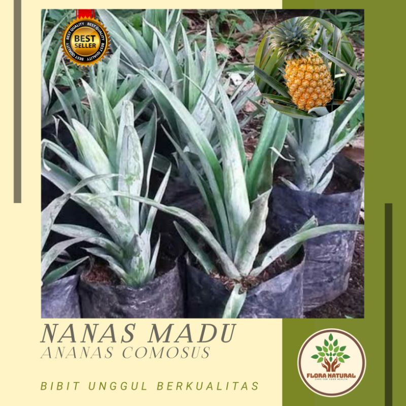 Bibit tanaman nanas madu super Bibit pohon nanas