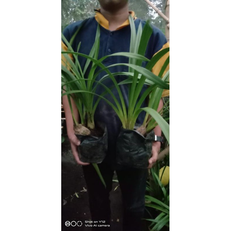 Anggrek cymbidium  mikivieta dewasa