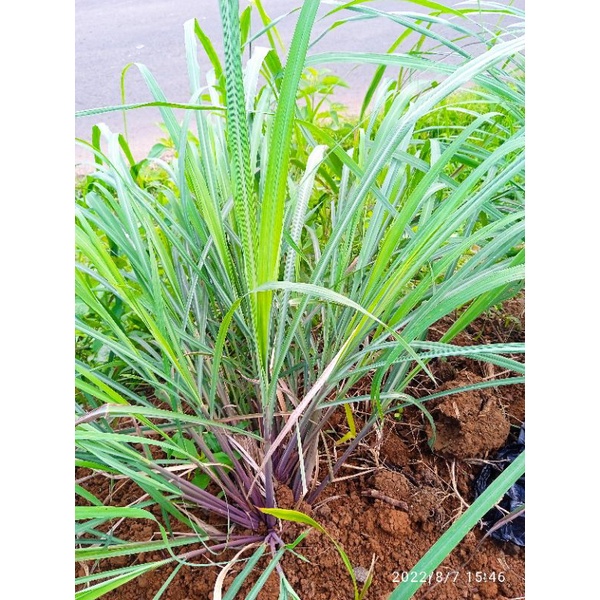 

sereh wangi masih fres 1kg