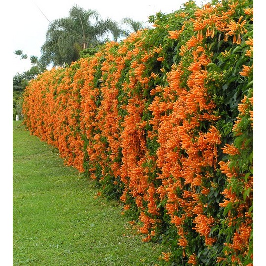 Tanaman Hidup Bunga Hias Flame Vine Orange - Bunga Stefanot Oren