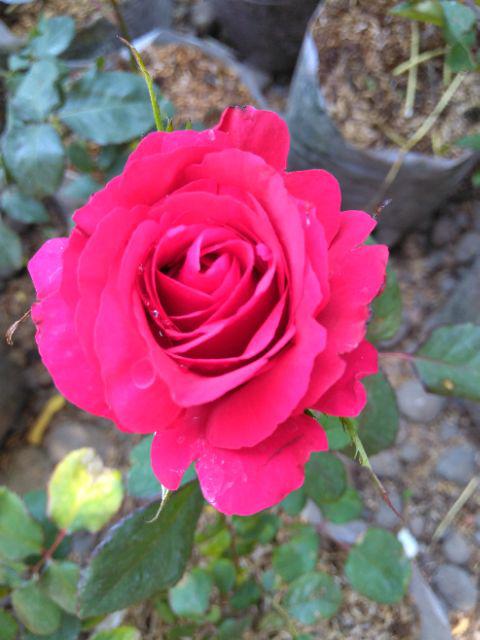 Terlaris Serut Genes Jelita Tunik Navbor Yelbor Whitebor Creambor Tunik Batik Modern