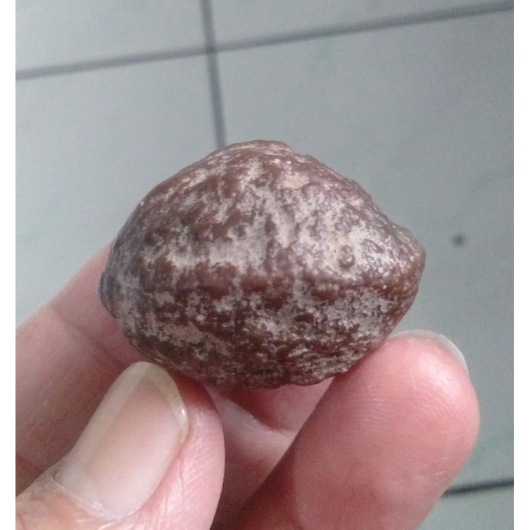 Kemiri Adu Muncang Adu Anak Manohara size Kecil