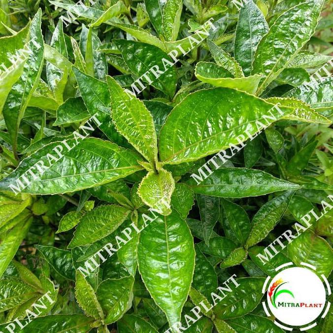 

Daun Keji Beling Segar 500 Gram - Daun Pecah Beling - Obat Herbal