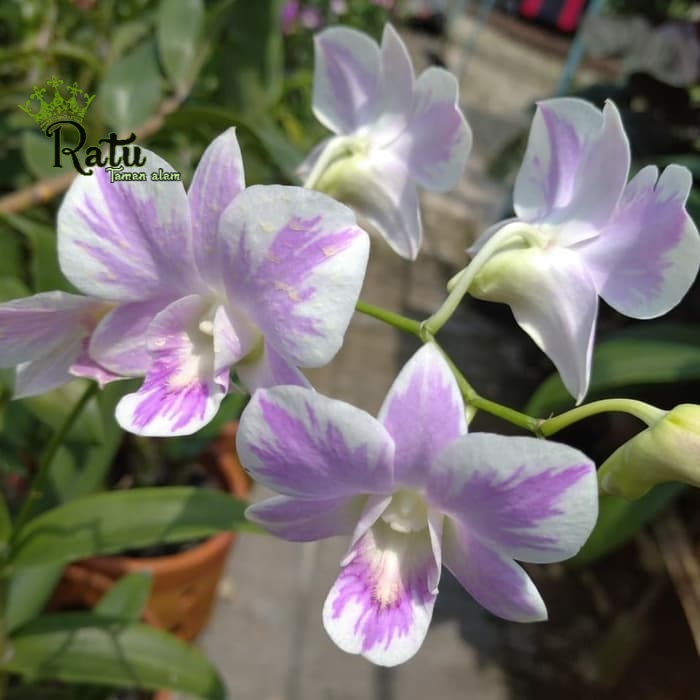 Hias taman outdoor / tanaman hias anggrek