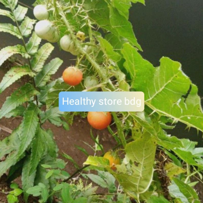 

Buah terong pari terong duri perbuah