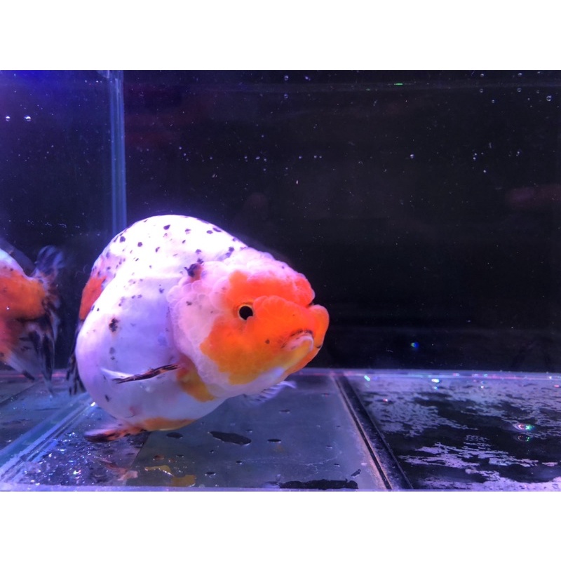 Ikan Mas Koki Ranchu Buffalo