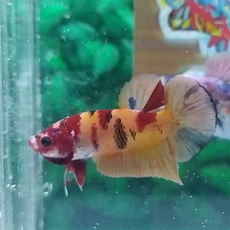 

ikan cupang yellow