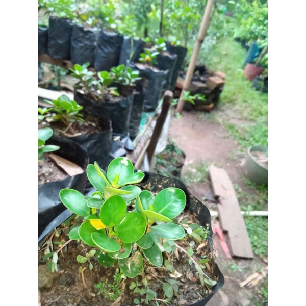 bibit dolar mangkok mikro