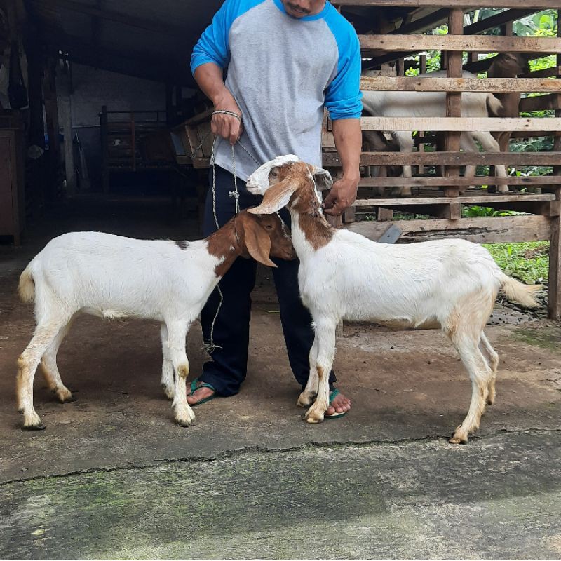 Kambing 2 Ekor Potong Cacah Kambing Murah Kambing Domba Aqiqah Shopee Indonesia