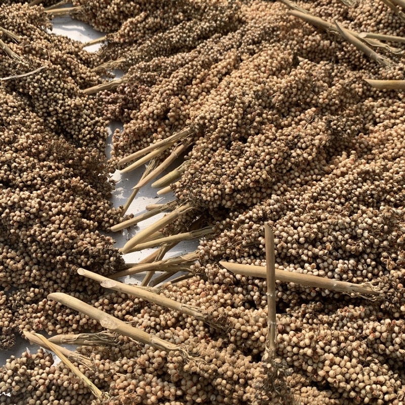 Sorgum Putih Tangkai 100gr | Sorgum Putih Spray | Sprays Hamster | Dekorasi Kandang Hamster