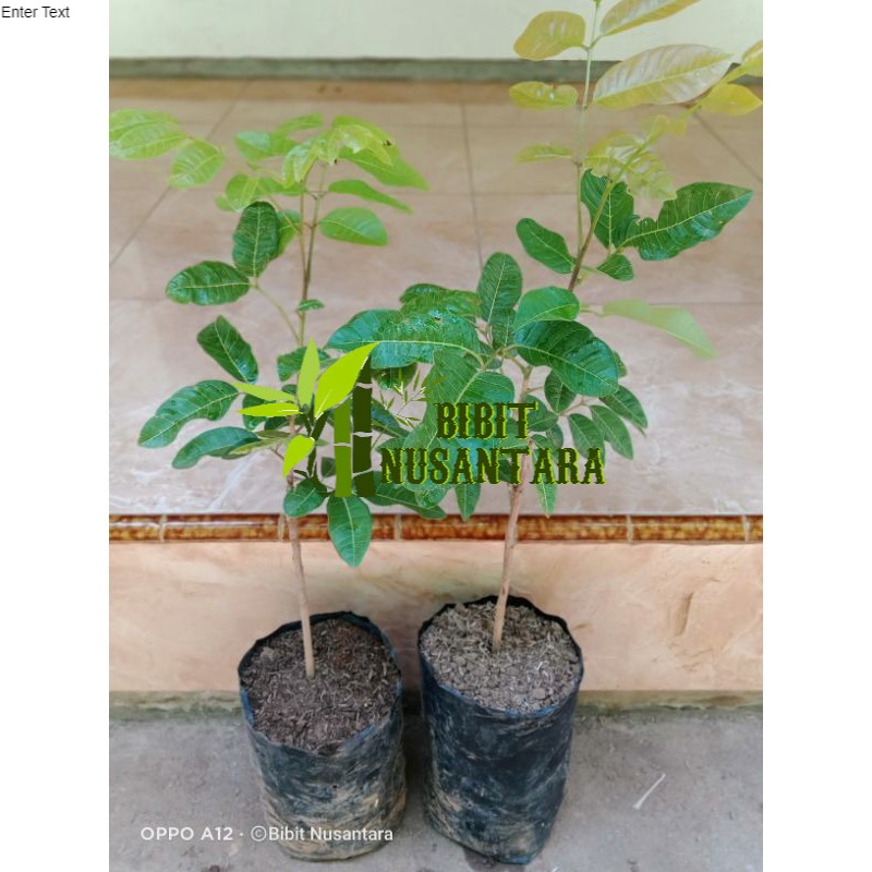 bibit kelengkeng matalada super