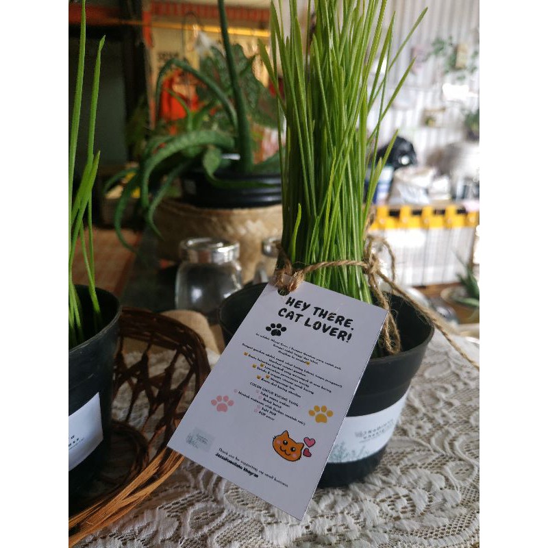 DIY rumput kucing/Wheatgrass starter kit
