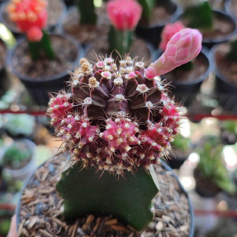 Gymnocalycium siklam/ Gymno import/ Kaktus siklam/Kaktus graft