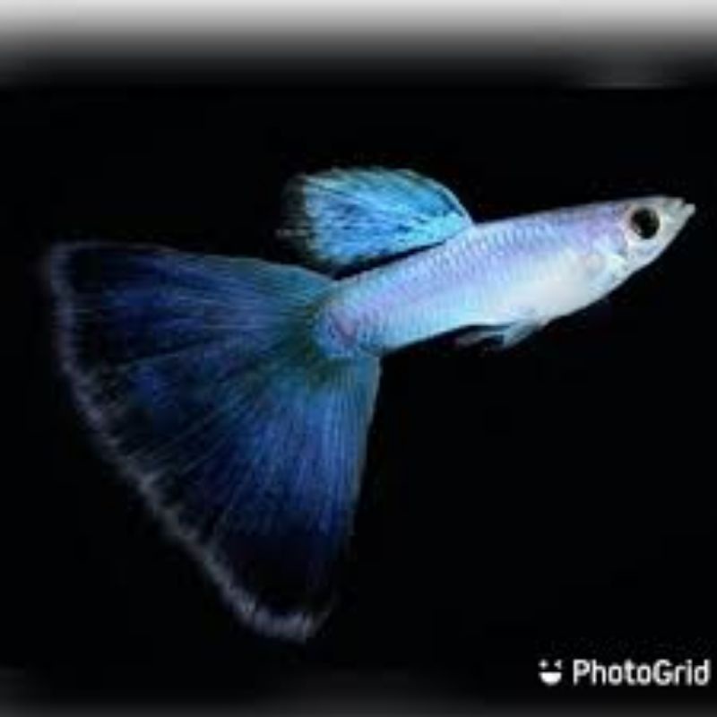 singa blue tail 1 pasang TOP GRADE termurah