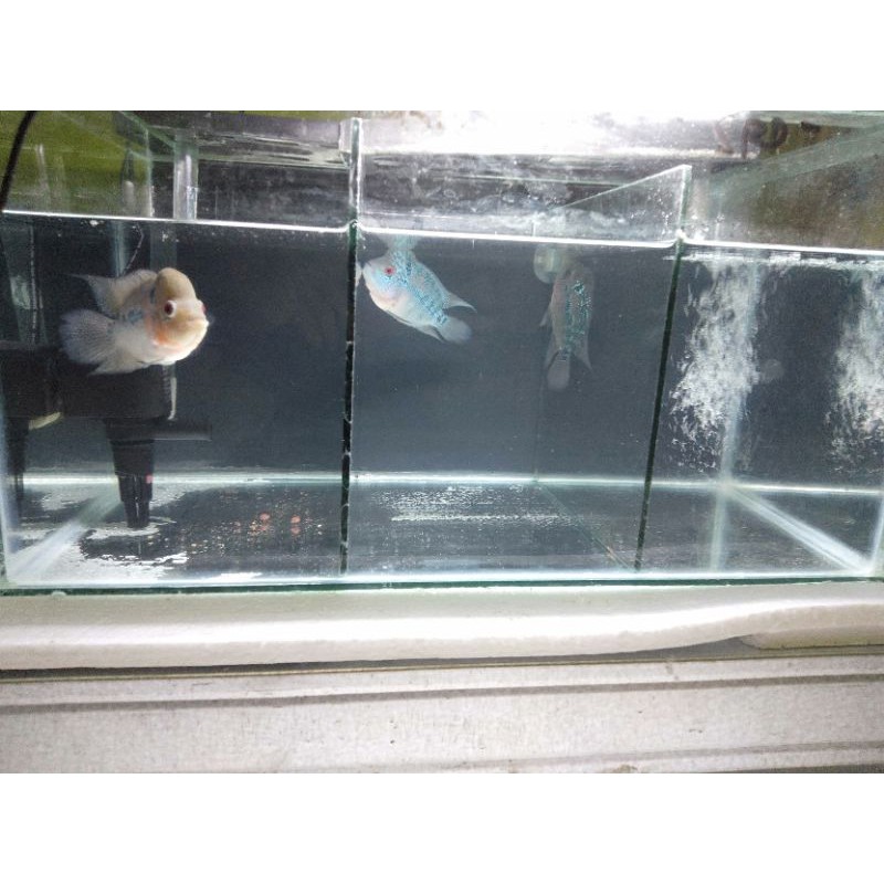 

Ikan Louhan SRD GOLDEN